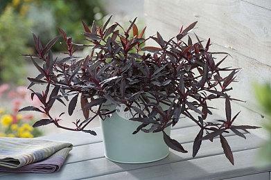 Eidos蒙特利尔新作与《古墓丽影》类似 是开放世界